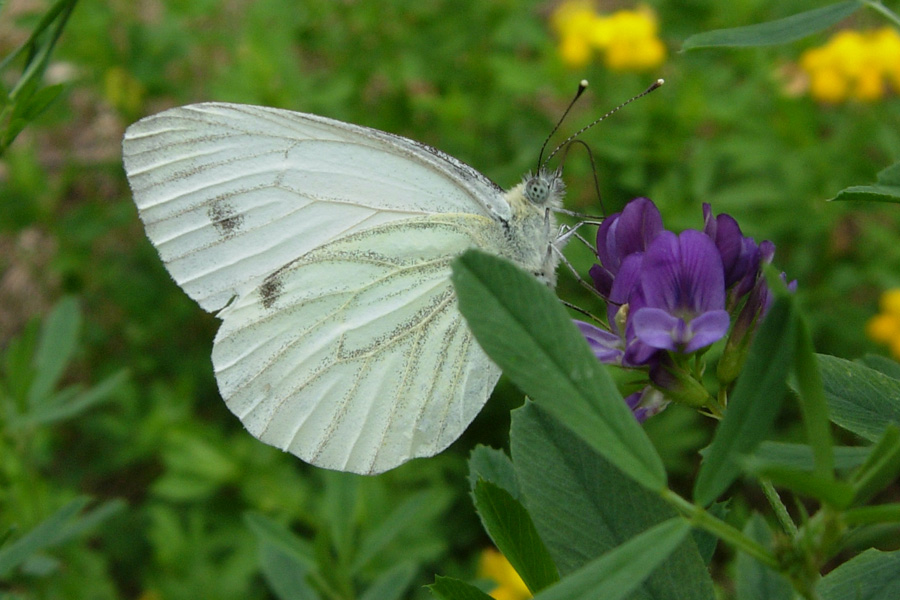 Pieris napi?